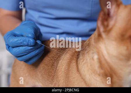 Vétérinaire tenant l'aiguille d'acupuncture près du chien en clinique, gros plan. Traitement des animaux Banque D'Images