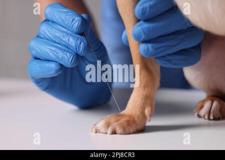 Vétérinaire tenant l'aiguille d'acupuncture près de la patte du chien, gros plan. Traitement des animaux Banque D'Images