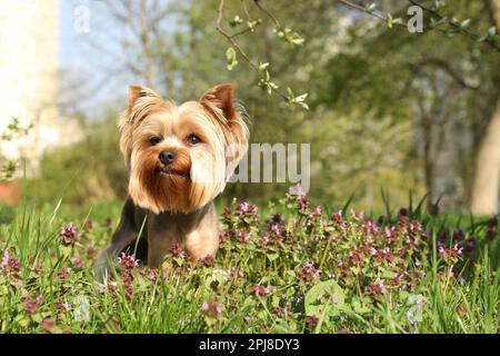 Charmant terrier du Yorkshire parmi de belles fleurs sauvages dans le parc le jour ensoleillé du printemps Banque D'Images