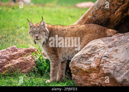 Red Lynx of Black Hills National Forest, Dakota du Sud, États-Unis d'Amérique Banque D'Images