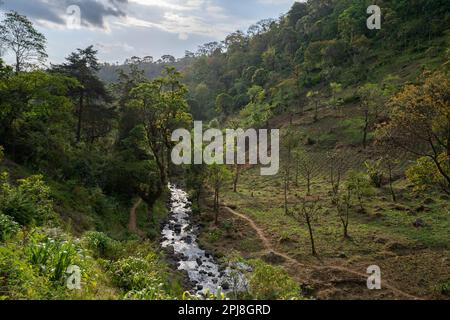 Petits champs agricoles dans la jungle, sur la rive d'un ruisseau sur les pentes du mont Kilimanjaro, Tanzanie. Banque D'Images