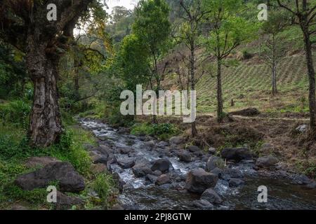 Petits champs agricoles dans la jungle, sur la rive d'un ruisseau sur les pentes du mont Kilimanjaro, Tanzanie. Banque D'Images