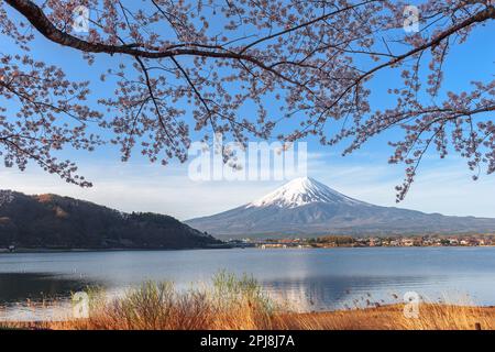 Mt. Fuji, Japon sur le lac Kawaguchi pendant la saison de printemps avec des cerisiers en fleurs. Banque D'Images