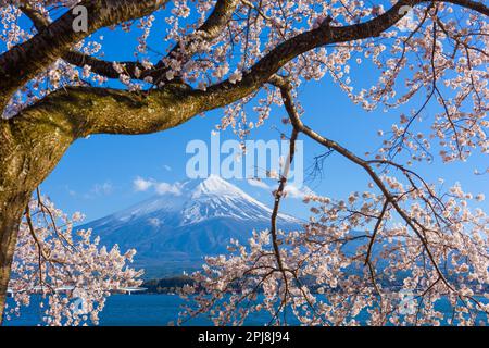 Mt. Fuji, Japon sur le lac Kawaguchi pendant la saison de printemps avec des cerisiers en fleurs. Banque D'Images