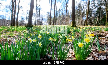 Jonquilles sauvages près de Kempley, Gloucestershire. Banque D'Images