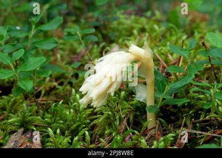 Plante parasitaire sans chlorophylle Pinesap (False Beech-drops, Hypopitys monotropa) dans une forêt de pins en Biélorussie, en Europe Banque D'Images