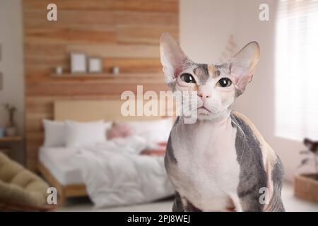 Magnifique chat Sphynx dans la chambre, espace pour le texte. Hôtel acceptant les animaux Banque D'Images