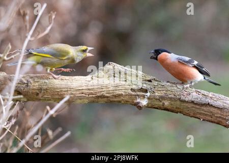 Rencontre agressive des mâles adultes Greenfinch (Chloris chloris) et des mâles adultes de Bullfinch eurasien (Pyrrhula pyrrhula) Yorkshire, Royaume-Uni, en février Banque D'Images