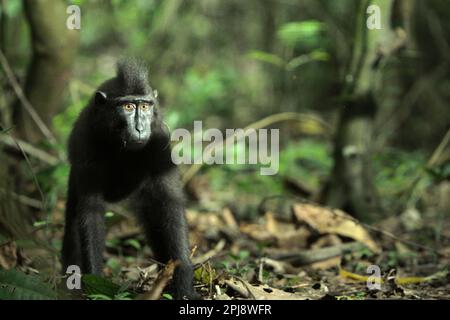 Portrait environnemental d'un jeune macaque à cragoût noir (Macaca nigra) de Sulawesi dans la réserve naturelle de Tangkoko, au nord de Sulawesi, en Indonésie. Le changement climatique et les maladies sont de nouvelles menaces pour les primates, Et environ un quart des plages de primates ont des températures par rapport aux plages historiques, selon une équipe de scientifiques dirigée par Miriam Plaza Pinto (Departamento de Ecologia, Centro de Biociências, Universidade Federal do Rio Grande do Norte, Natal, RN, Brésil) dans leur rapport scientifique publié sur la nature en janvier 2023. Banque D'Images