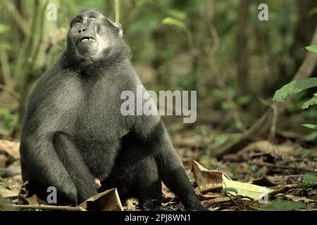 Un macaque Sulawesi à craché noir (Macaca nigra) se trouve sur le sol de la forêt dans la réserve naturelle de Tangkoko, au nord de Sulawesi, en Indonésie. Le changement climatique et les maladies sont de nouvelles menaces pour les primates, Et environ un quart des plages de primates ont des températures par rapport aux plages historiques, selon une équipe de scientifiques dirigée par Miriam Plaza Pinto (Departamento de Ecologia, Centro de Biociências, Universidade Federal do Rio Grande do Norte, Natal, RN, Brésil) dans leur rapport scientifique publié sur la nature en janvier 2023. Banque D'Images