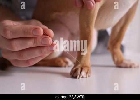 Vétérinaire tenant l'aiguille d'acupuncture près de la patte de chien à l'intérieur, gros plan. Traitement des animaux Banque D'Images