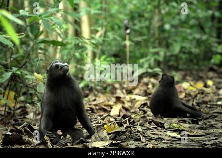 Un macaque Sulawesi à craché noir (Macaca nigra) se trouve au sol de la forêt de Tangkoko, au nord de Sulawesi, en Indonésie. Le changement climatique et les maladies sont de nouvelles menaces pour les primates, Et environ un quart des plages de primates ont des températures par rapport aux plages historiques, selon une équipe de scientifiques dirigée par Miriam Plaza Pinto (Departamento de Ecologia, Centro de Biociências, Universidade Federal do Rio Grande do Norte, Natal, RN, Brésil) dans leur rapport scientifique publié sur la nature en janvier 2023. Banque D'Images