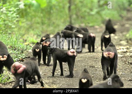 Une troupe de macaques à cragoût noir de Sulawesi (Macaca nigra) est en train de se forer sur une route à Taman Wisata Alam Tangkoko (Parc naturel de Tangkoko), près de la réserve naturelle de Tangkoko dans le nord de Sulawesi, en Indonésie. Le changement climatique et les maladies sont de nouvelles menaces pour les primates, Et environ un quart des plages de primates ont des températures par rapport aux plages historiques, selon une équipe de scientifiques dirigée par Miriam Plaza Pinto (Departamento de Ecologia, Centro de Biociências, Universidade Federal do Rio Grande do Norte, Natal, RN, Brésil) dans leur rapport scientifique publié sur la nature en janvier 2023. Banque D'Images