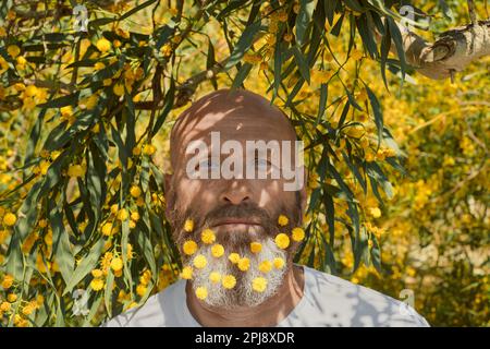 Le portrait d'un homme adulte barbu, avec une barbe ornée de fleurs d'acacia jaune, se dresse à l'ombre d'un arbre à fleurs Banque D'Images