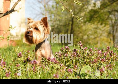 Charmant terrier du Yorkshire parmi de belles fleurs sauvages dans le parc le jour ensoleillé du printemps Banque D'Images