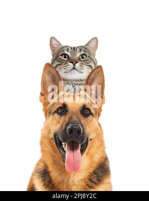 Adorable chat et chien sur fond blanc. Amis adorables Banque D'Images
