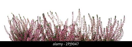 Chiné avec de belles fleurs sur fond blanc. Bannière Banque D'Images