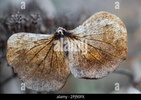 Hydrangea fleur sèche isolée arrière-plan flou Banque D'Images