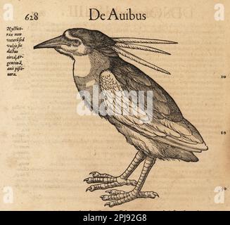 Héron de nuit à couronne noire, Nycticorax nycticorax. De Avibus, Nycticorax non vetu sed. Gravure sur bois d'après une illustration de Lucas Schan et Conrad Gessner de l'Histoire de Conrad Gessner, de avium natura, (Histoire naturelle des animaux : oiseaux), Francfort, Wechel pour Cambier, 1585. Banque D'Images