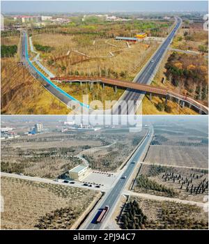 Xiong'an. 1st avril 2017. Cette photo combinée montre la vue aérienne d'une forêt sur 30 mars 2023 (en haut) et le 17 janvier 2019 dans la nouvelle région de Xiong'an, dans la province de Hebei au nord de la Chine. La Chine a annoncé des plans visant à établir la nouvelle zone de Xiong'an sur 1 avril 2017, à soulager Beijing des fonctions non essentielles à son rôle de capitale nationale et à faire progresser le développement coordonné de la région de Beijing-Tianjin-Hebei. Crédit : MU Yu/Xinhua/Alay Live News Banque D'Images