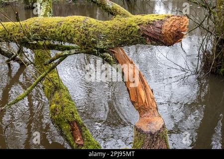 Saule abattu par le castor eurasien, fibre de Castor, Dorset, Royaume-Uni. Une espèce de pierre angulaire réintroduite qui remodèle les paysages. Banque D'Images