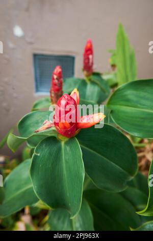 Une fourmi marchant sur une fleur rouge vif appelée Zingiber zerumbet plante également connu sous le nom de gingembre amer ou shampooing de gingembre ou de pinecone gingembre Banque D'Images