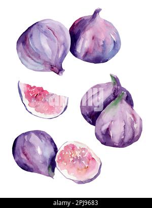 Fruits frais mûrs de figue pourpre et tranches avec feuille. Aquarelle illustration dessinée à la main isolée sur fond blanc Banque D'Images