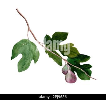 Branche de fig. verte. Aquarelle illustration dessinée à la main isolée sur fond blanc. Banque D'Images