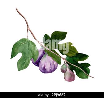 Branche de fig. verte. Aquarelle illustration dessinée à la main isolée sur fond blanc. Banque D'Images