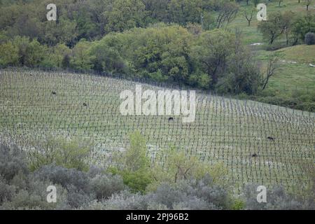 Vue sur le sanglier (sus scrofa) en marchant dans un vignoble dans les collines/la campagne toscane, Toscane, Italie, Europe (avril 2022) Banque D'Images