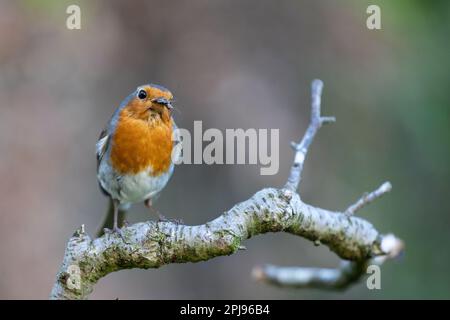 Robin européenne (erithacus rubecula) avec un insecte dans le bec - Yorkshire, Royaume-Uni (avril 2022) Banque D'Images