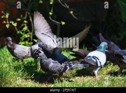 Photographie aléatoire de la nature des oiseaux faisant des choses d'oiseaux, des ailes qui flottent et perchées. Banque D'Images