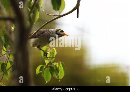 Photographie aléatoire de la nature des oiseaux faisant des choses d'oiseaux, des ailes qui flottent et perchées. Banque D'Images