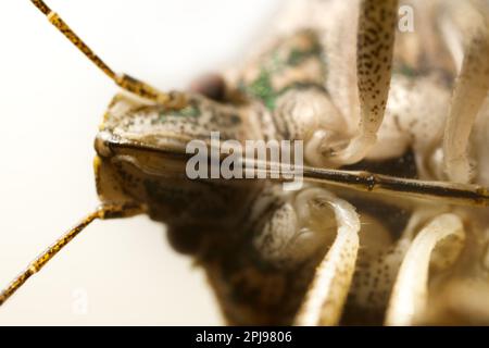 Véritables insectes (Hemiptera), ultra macro tête portrait (insecte est à l'envers) sur fond blanc . Macro-photographie bug Banque D'Images