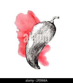 Paprika. Illustré dans les graphiques et aquarelles. Aquarelle. Rouge et noir. Dessin au trait. Banque D'Images