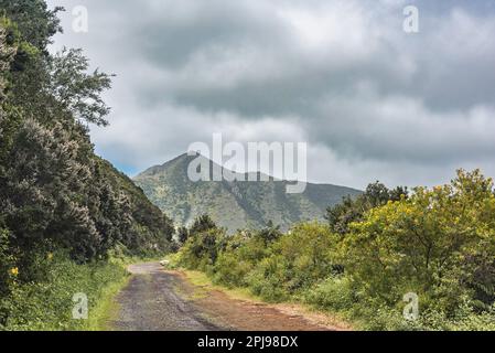 Sentier à pied à travers la forêt avec vue sur les montagnes à Las Lagunetas, ouest-sud de Ténérife, îles canaries, Espagne Banque D'Images