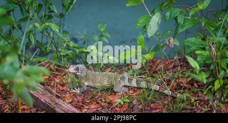 Iguana Marche sur les feuilles brunes de la forêt tropicale près de Green River. Banque D'Images