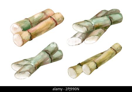 Canne à sucre. Aquarelle illustration dessinée à la main isolée sur fond blanc. Banque D'Images