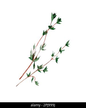 Branches de thym. Aquarelle illustration dessinée à la main isolée sur fond blanc. Épices et herbes Banque D'Images