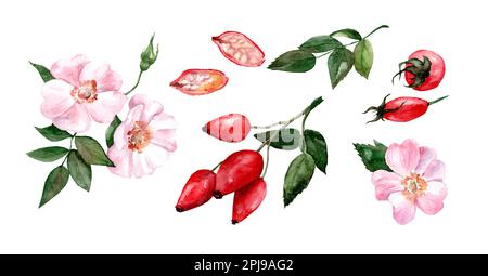 Branche de rosehip aux baies rouges mûres, fleurs de rosehip, baies coupées. Jeu d'illustrations aquarelles. Plantes médicinales. Banque D'Images