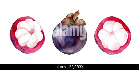 ​​mangosteen frais mûr entier et tranché avec des graines, des fleurs et des feuilles. Aquarelle illustration dessinée à la main isolée sur fond blanc Banque D'Images