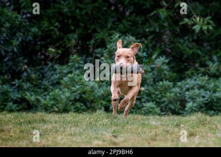 Portraits d'un Fox Red Labrador lors d'une séance d'entraînement de canonnière. Banque D'Images