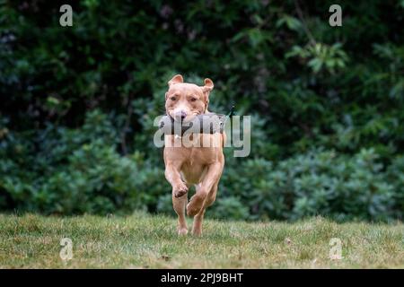 Portraits d'un Fox Red Labrador lors d'une séance d'entraînement de canonnière. Banque D'Images