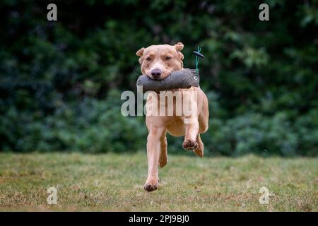 Portraits d'un Fox Red Labrador lors d'une séance d'entraînement de canonnière. Banque D'Images