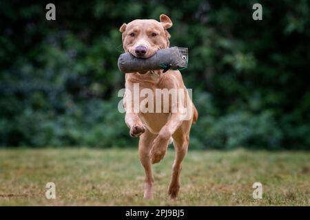 Portraits d'un Fox Red Labrador lors d'une séance d'entraînement de canonnière. Banque D'Images