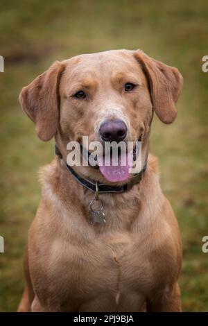 Portraits d'un Fox Red Labrador lors d'une séance d'entraînement de canonnière. Banque D'Images