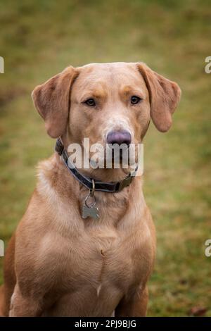 Portraits d'un Fox Red Labrador lors d'une séance d'entraînement de canonnière. Banque D'Images