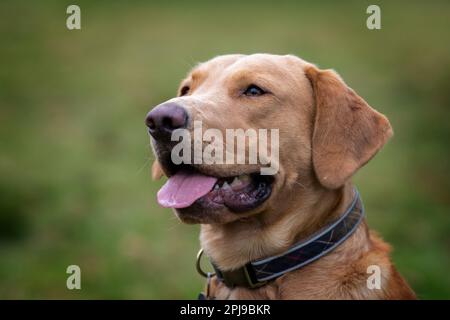 Portraits d'un Fox Red Labrador lors d'une séance d'entraînement de canonnière. Banque D'Images