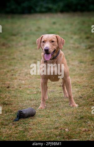 Portraits d'un Fox Red Labrador lors d'une séance d'entraînement de canonnière. Banque D'Images