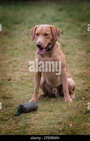 Portraits d'un Fox Red Labrador lors d'une séance d'entraînement de canonnière. Banque D'Images